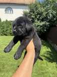 Labrador Retriever cu pedigree tip A
