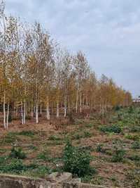 Copaci ornamentali arbori foioase