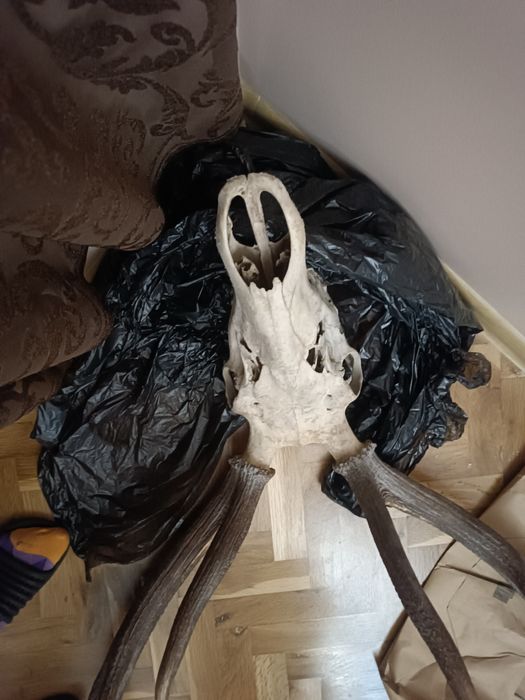 Еленски рога трофеи - 5 разклонения на рог