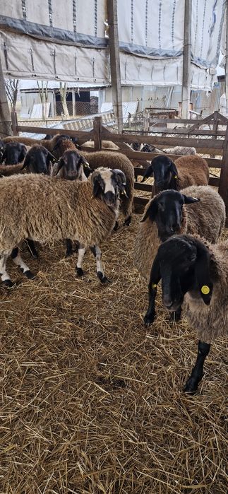 Vand berbecuti de tinut sau de taiat