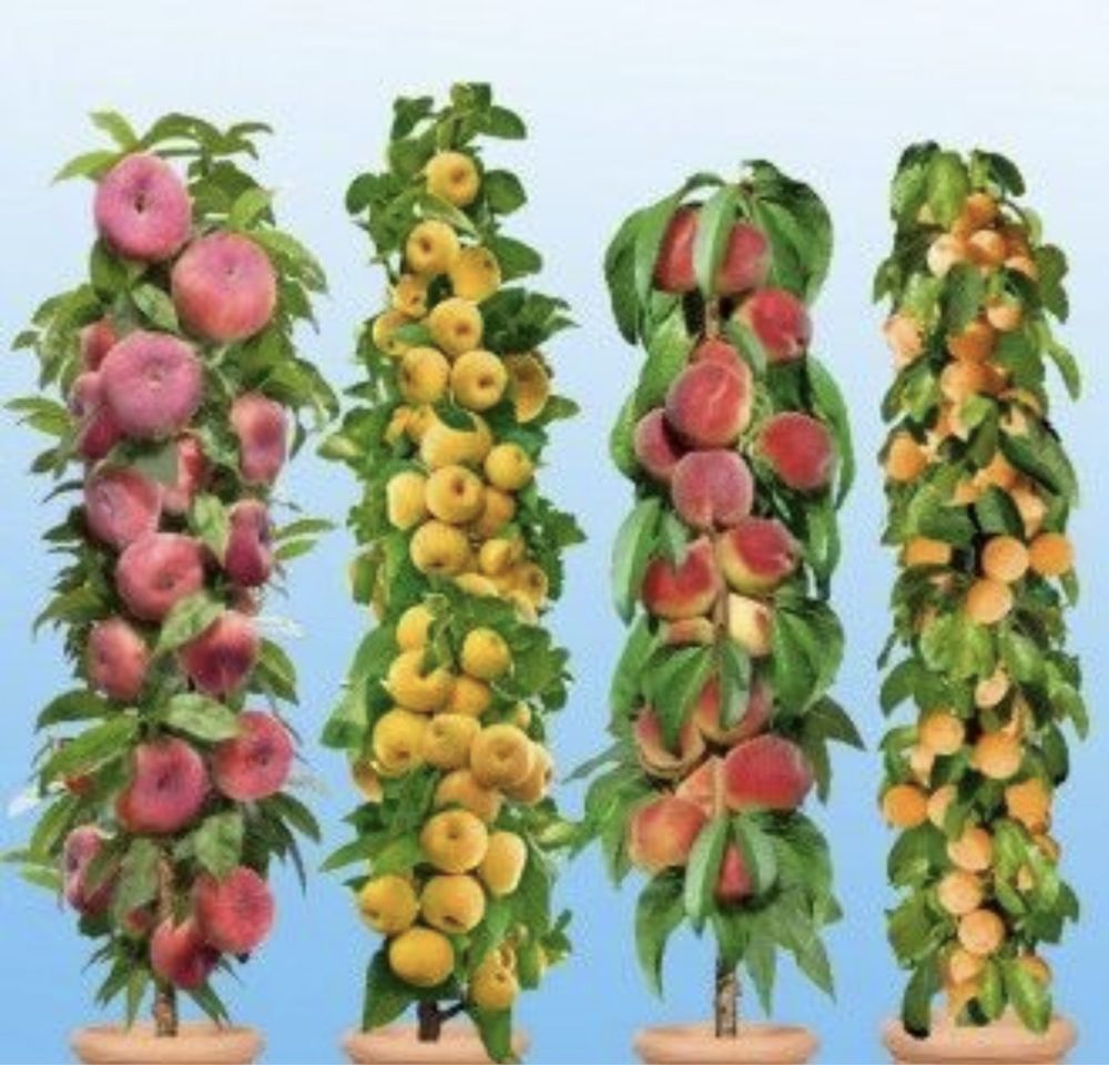 Pomi fructiferi columnari anul 3/4 direct pe rod