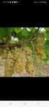 De vânzare struguri de vin Toate soiurile feteasca reslling galbenă de