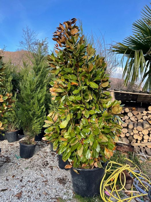 Magnolia grandiflora tufa și copac