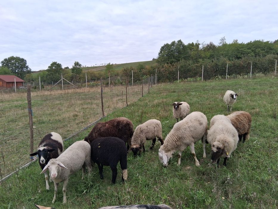 De vânzare  oi și miei
