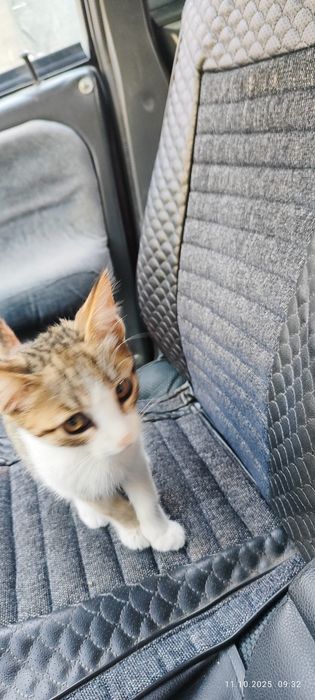 Котята даром в хорошие руки