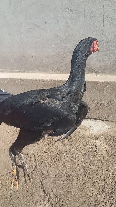 Жужа товук гирраааш зуридан.