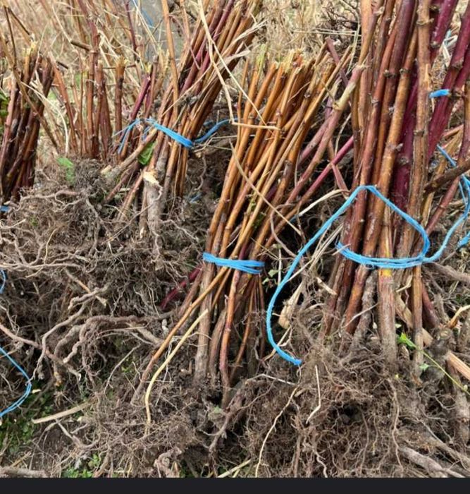 Подавам ягоди и малини.