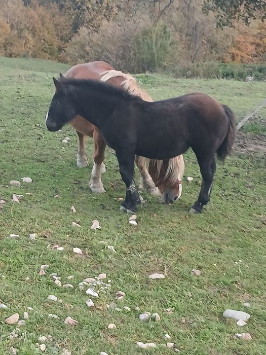 Vând iapă cu mânza