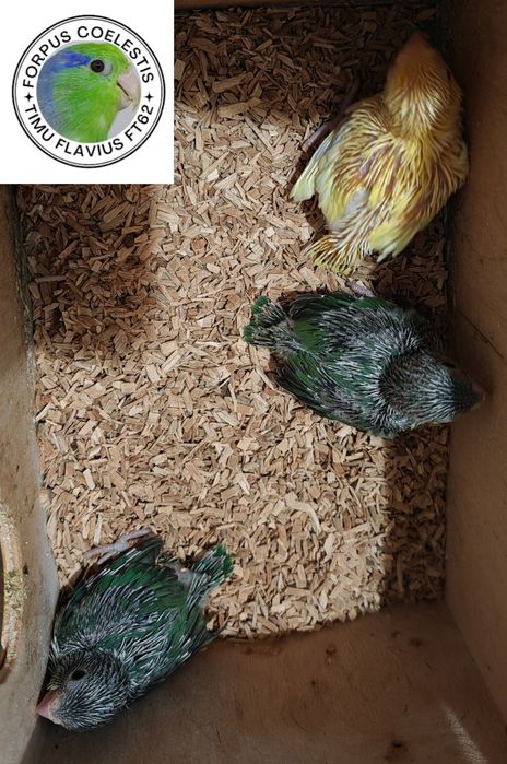 Papagali Forpus coelestis