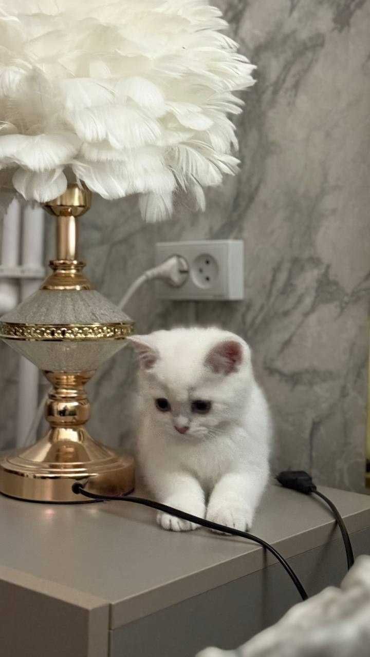 мушук сотилади, продается котёнок