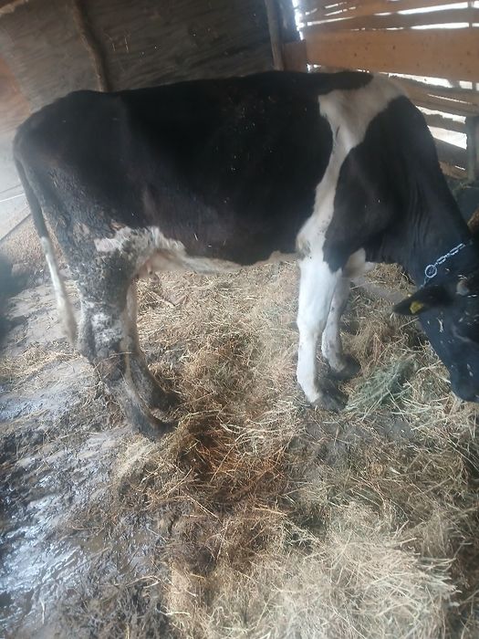 Vând o vaca pentru adato