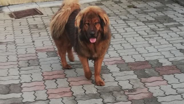 De vânzare Mastiff Tibetan