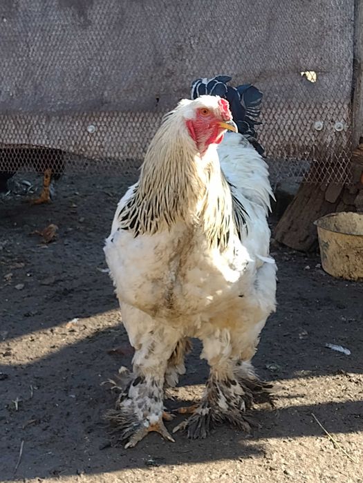 Cocosi brahma  uriaș pt reproducere