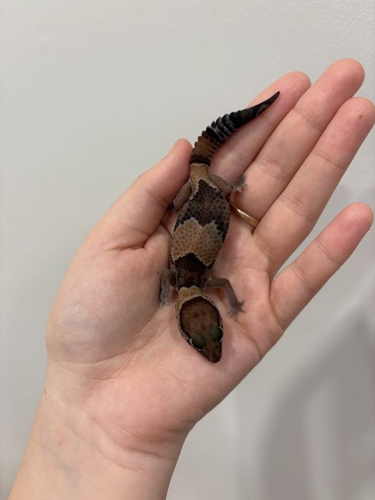 Гемитекониксы классные малыши