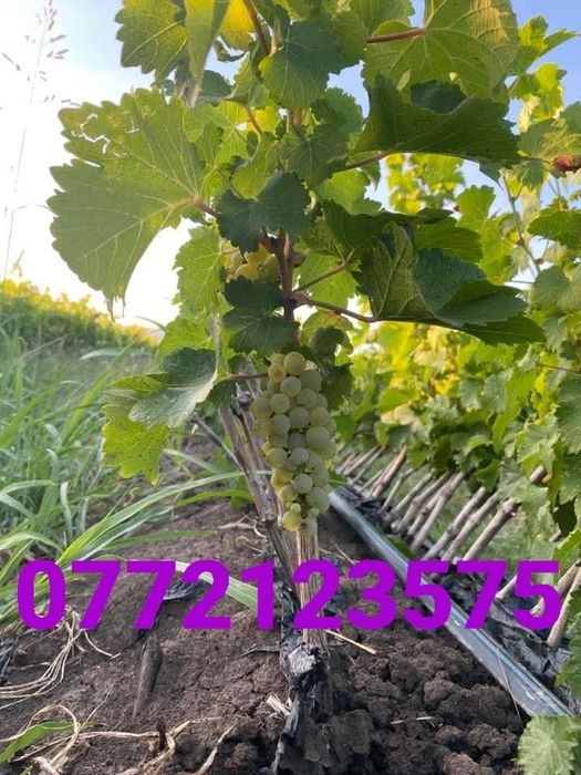 Oferta la butasi direc pe rod