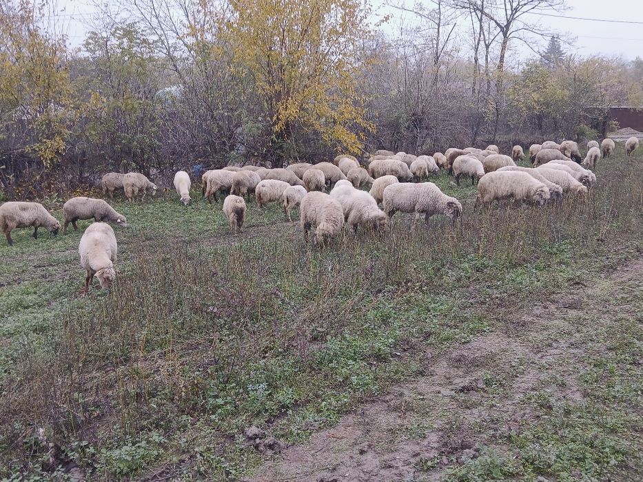 Vand oi bune de ținut