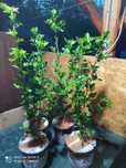 Hibiscus syriacus plante de 3 ani, ghivece de 3 litri, 4 buc la 50 lei