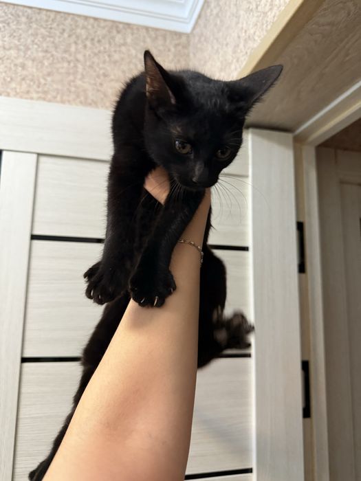 Отдам котёнка в хорошие руки