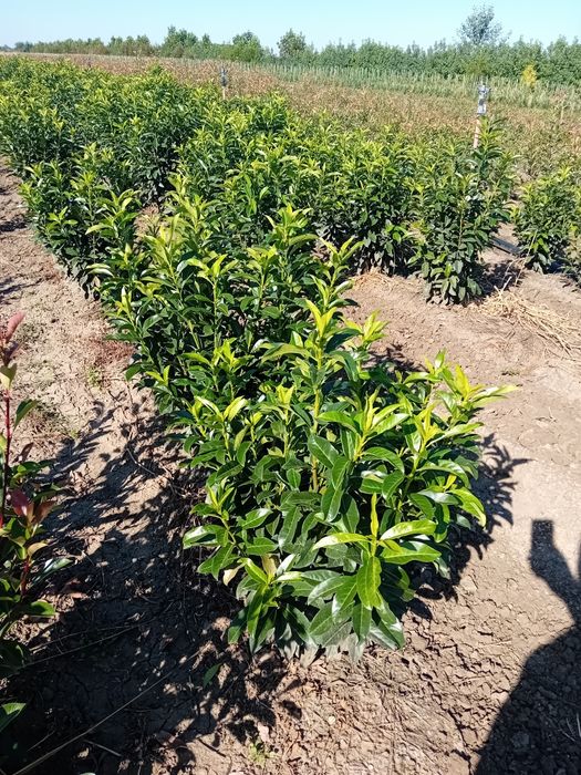 Laur englezesc novita plantă cu frunza veșnic verde