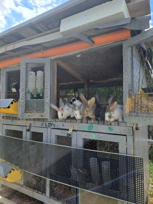 Pui de iepuri, de vanzare