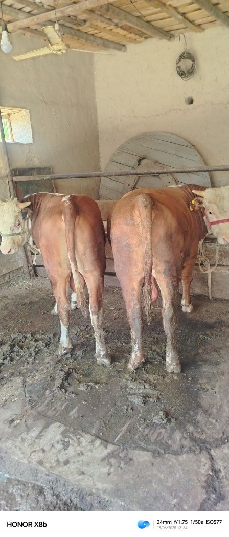 Smental bilan Grenford buqala sotiladi
