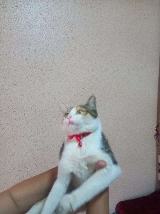 домашние кошка белка
