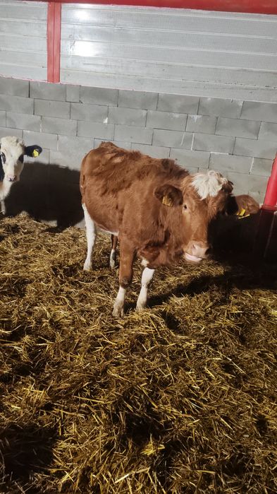 Vand 4 jurinci baltate