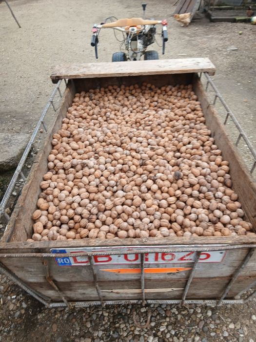 Nuci in coaja se dau toate grămadă cantitate 80 kg plus minus