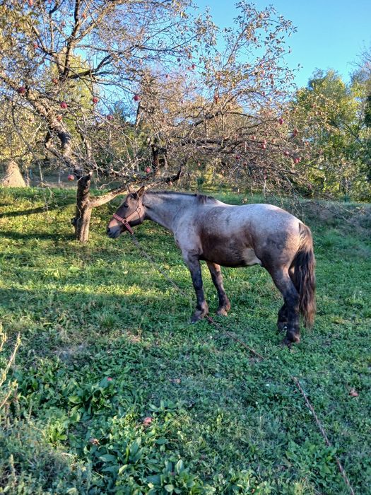 Vând cal cu vârsta de 7 ani