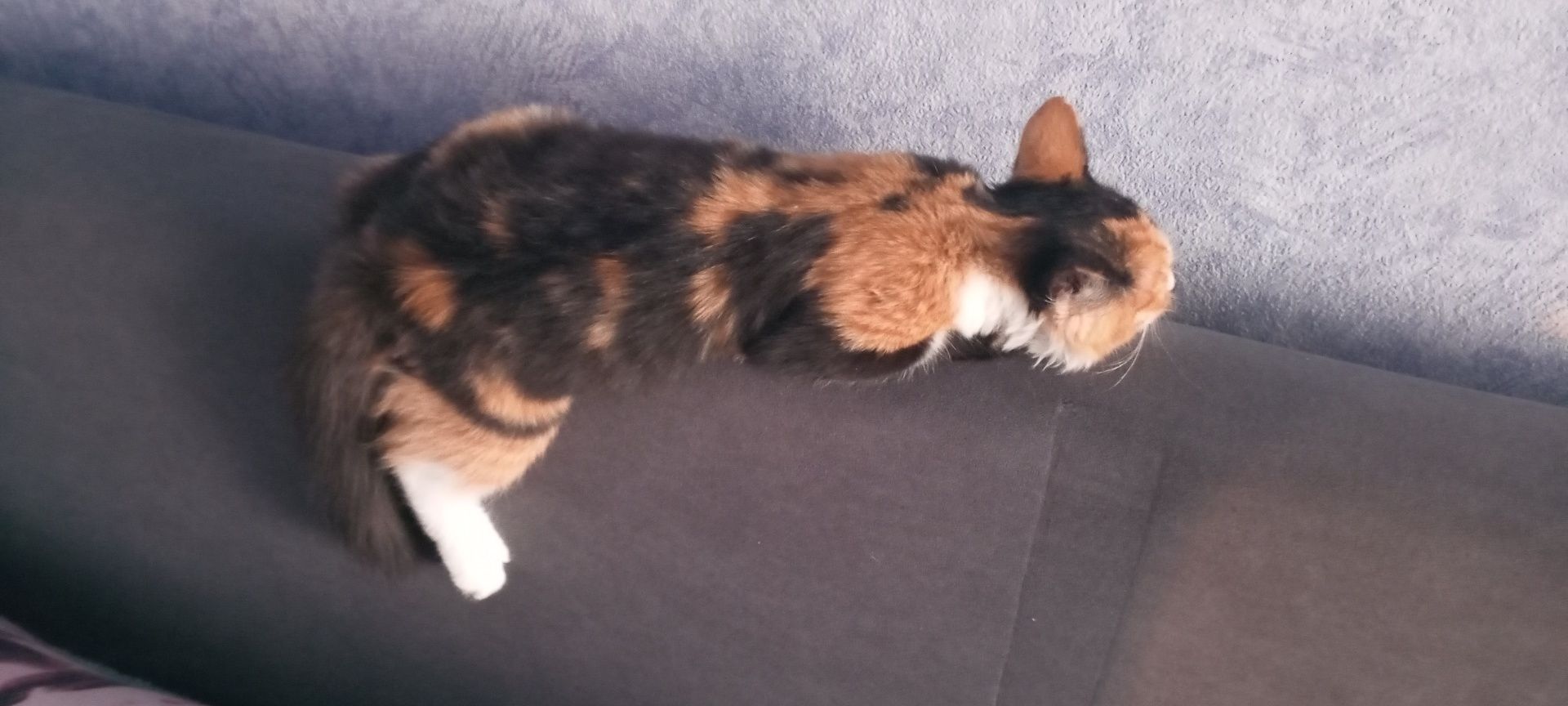 Котёнок, девочка отдам в добрые , хорошие руки!