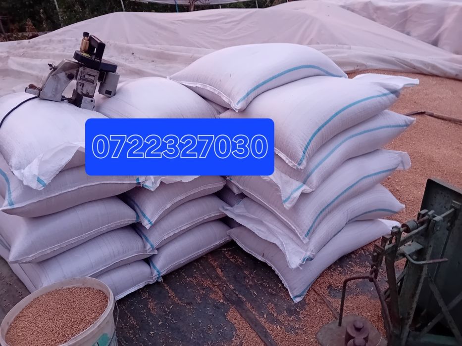 Producător,  vând floarea-soarelui