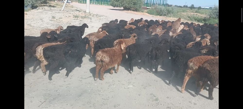 180бас қозы сатылады
