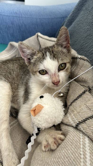 pisica spre adoptie