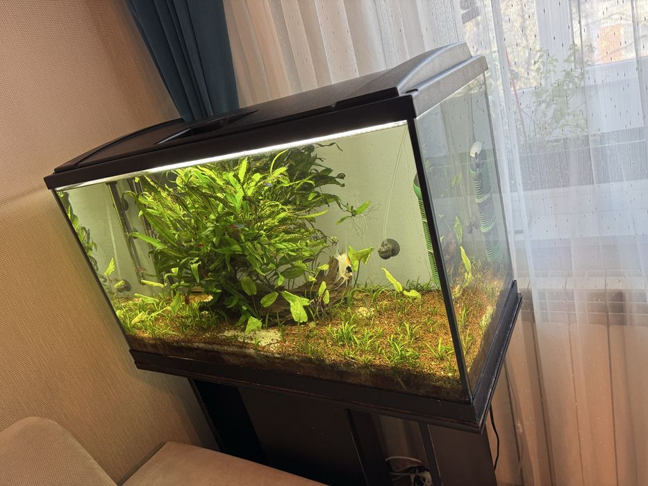 Acvariu EHEIM 126 L + dulap + pompă + plante/pesti – Cluj-Napoca