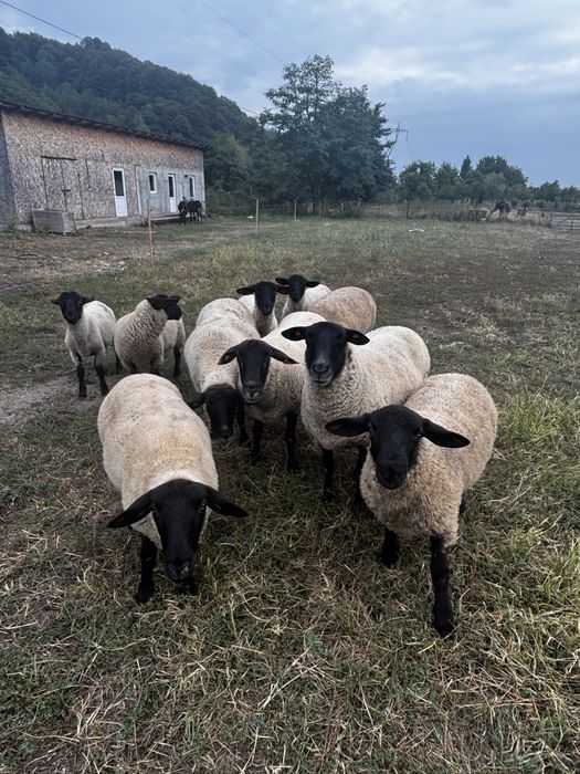 Vand oi suffolk cu miei dupa ele