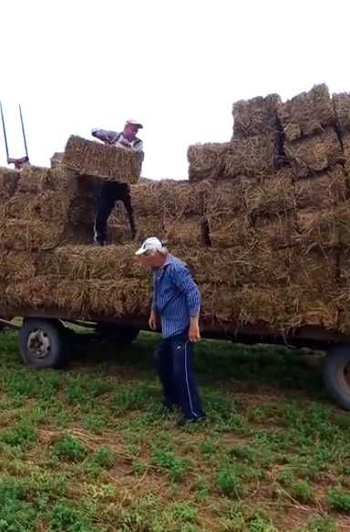 Baloți de lucernă