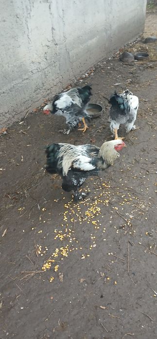Cocoși găini brahma din primăvară
