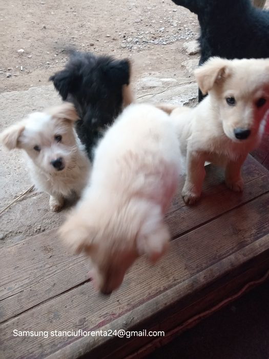 Cățeluși pentru adoptat