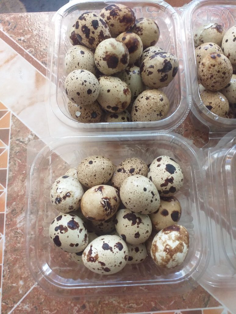 Vând ouă de prepelite pentru incubat si consum