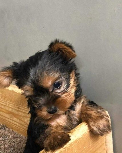 Yorkshire terrier talie mica