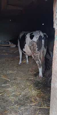 Vaca de rasa holstain care da 20l de lapte la zi + vitel