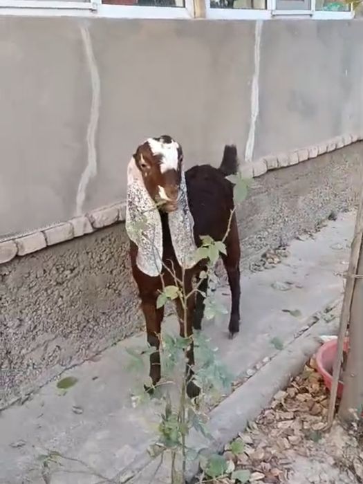 Камори-битал шыбыш