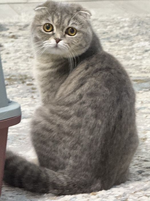 Отдам в добрые руки кошек