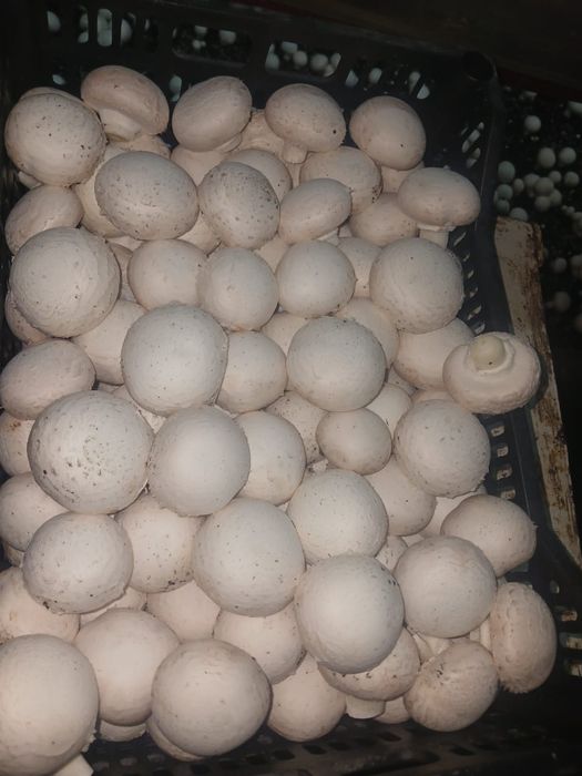 Свежие грибы шампиньоны.