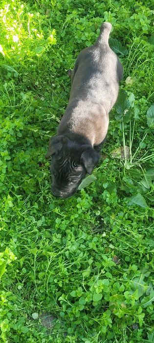 Продавам бибета Кане Корсо.