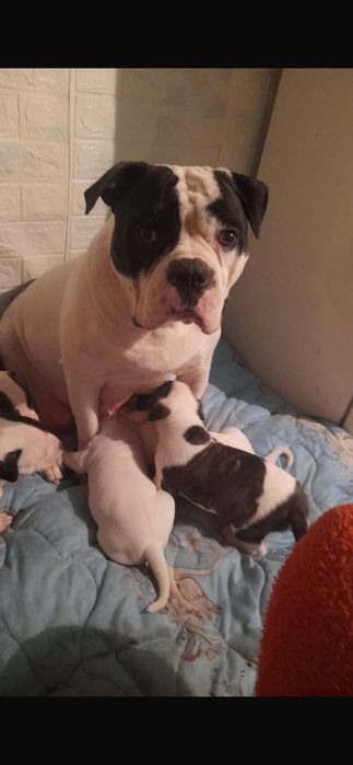 Щенки Американского будьдога