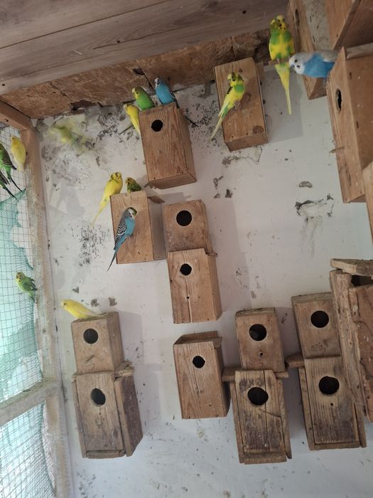 Vând peruși  culori  diferite.