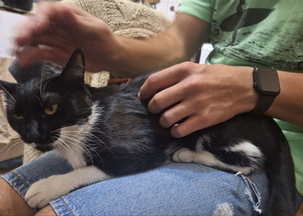 Търси се дом за прекрасно коте!