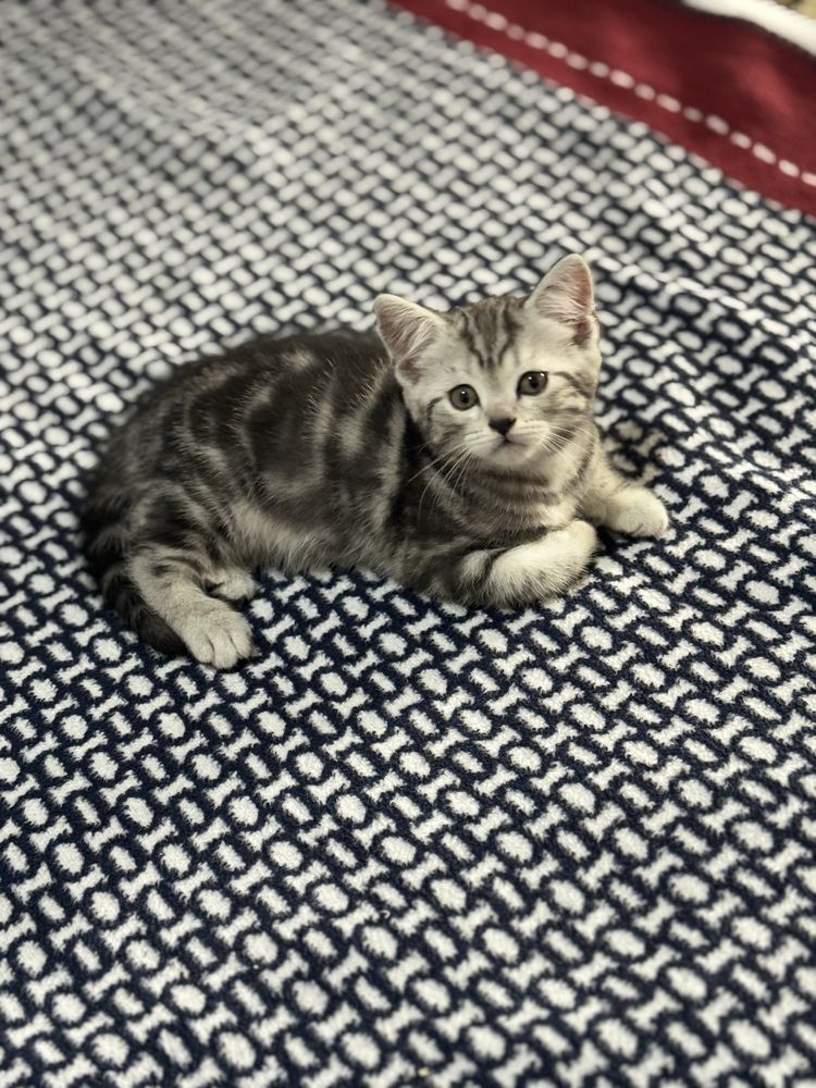 Котята вислоухий и скоттиш страйт