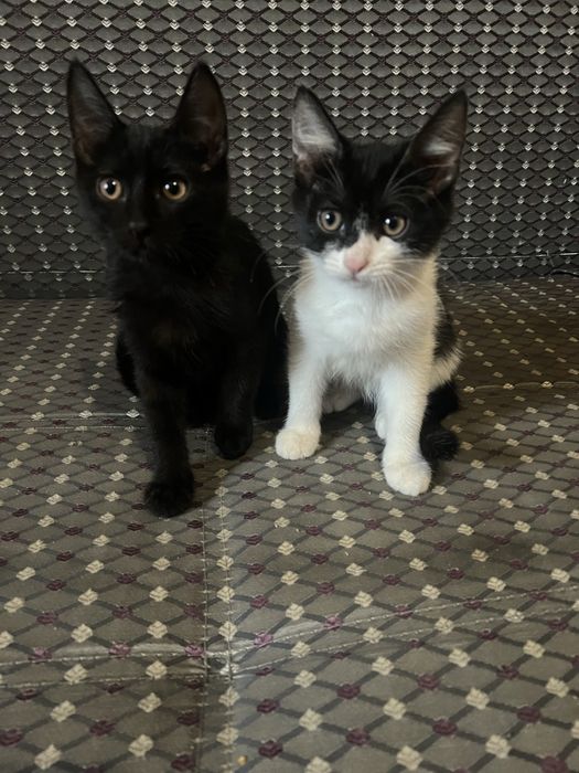 отдам двух котят девочка полностью чёрная, другой мальчик